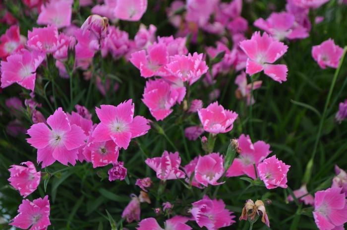 Dianthus gratianopolitanus Kahori&reg; Pink