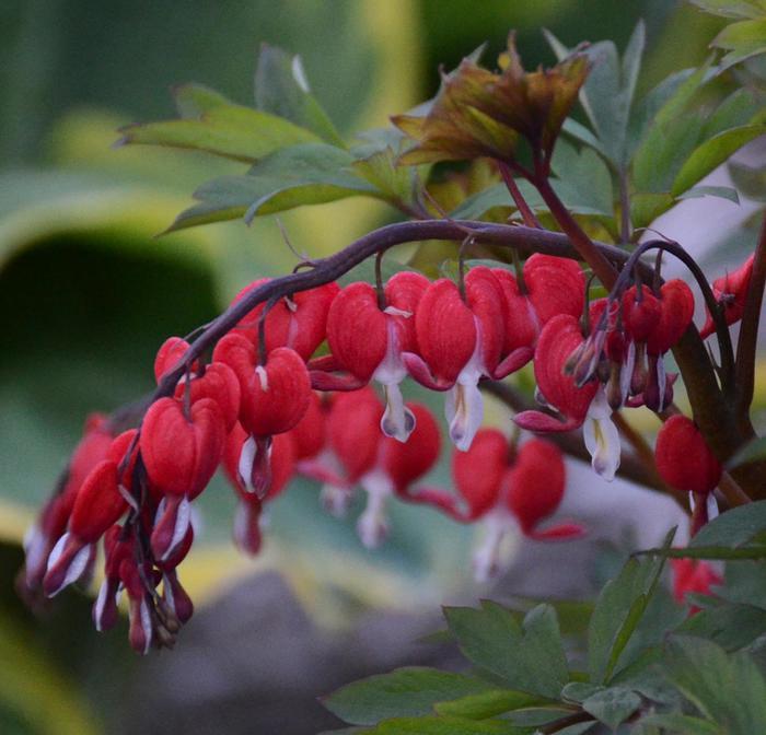 Dicentra spectabilis Valentine&reg;