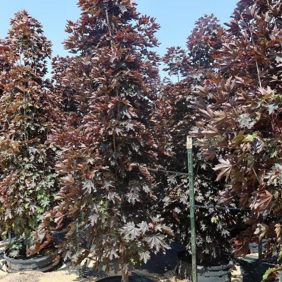 Acer platanoides 'Crimson Sentry' - Norway Maple from Great Lakes Landscape Supply