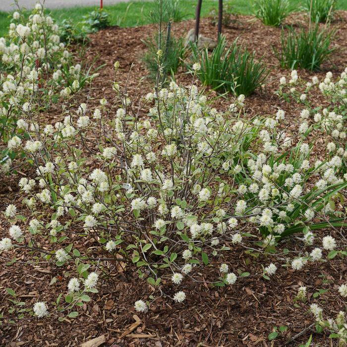 Fothergilla x intermedia Legend of the Small&reg;