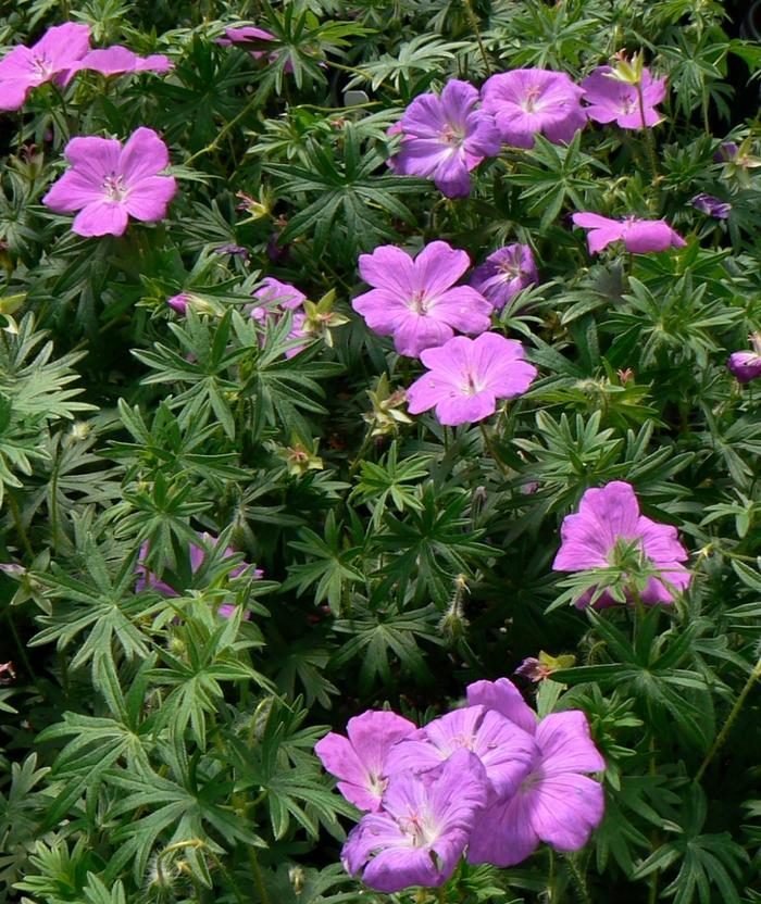 Geranium sanguineum 