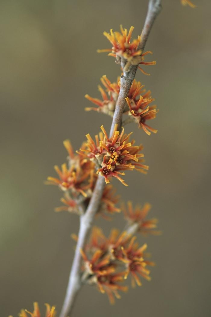 Hamamelis vernalis 