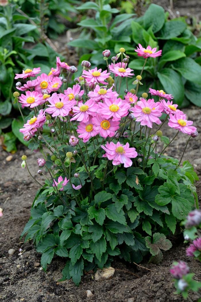 Anemone Curtain Call Pink