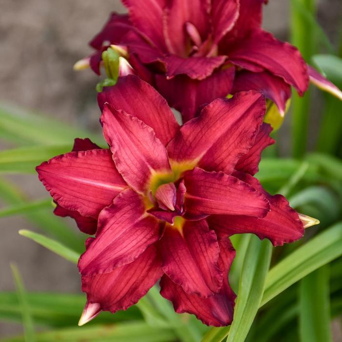 Hemerocallis Double Pardon Me