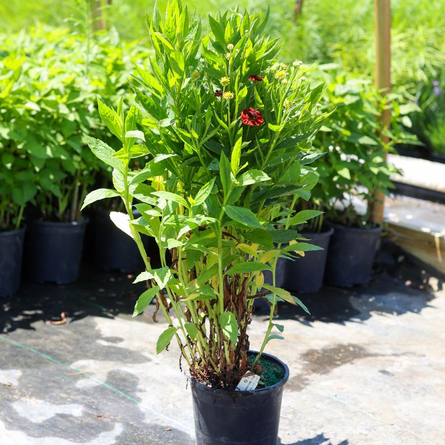 Helenium autumnale Mariachi&trade; Salsa