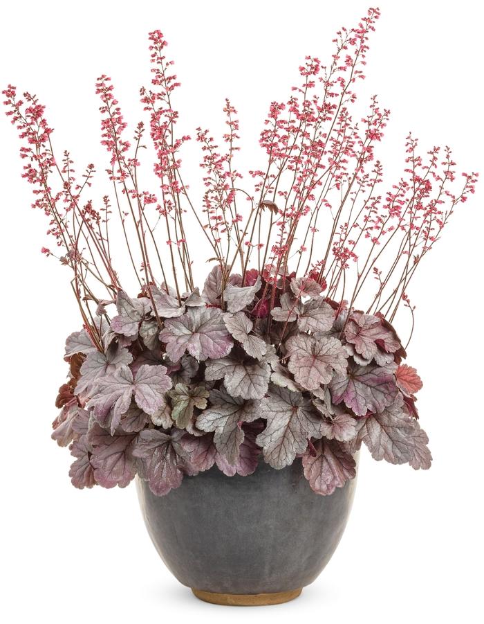 Heuchera Dolce&reg; Silver Gumdrop