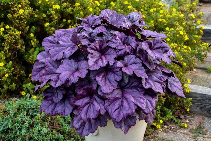 Heuchera Dolce&reg; Wildberry
