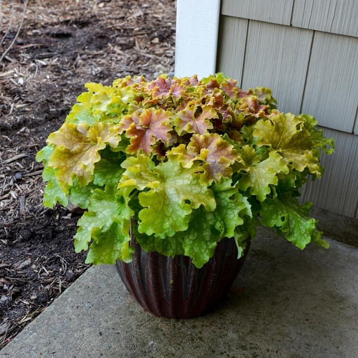 Heuchera Dolce&reg; Apple Twist