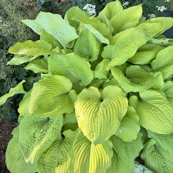 Hosta Shadowland&reg; Coast to Coast