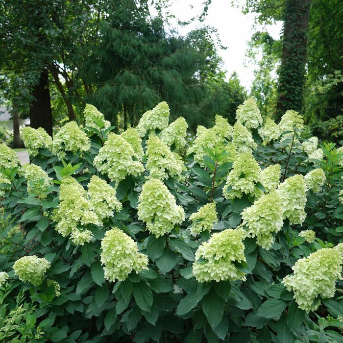 Hydrangea paniculata Limelight Prime&reg;