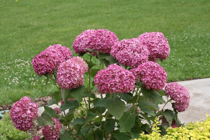 Hydrangea arborescens Invincibelle Mini Mauvette&reg;