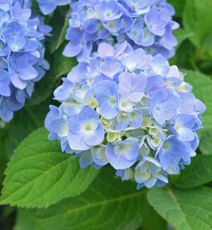 Hydrangea macrophylla Nantucket Blue&trade;
