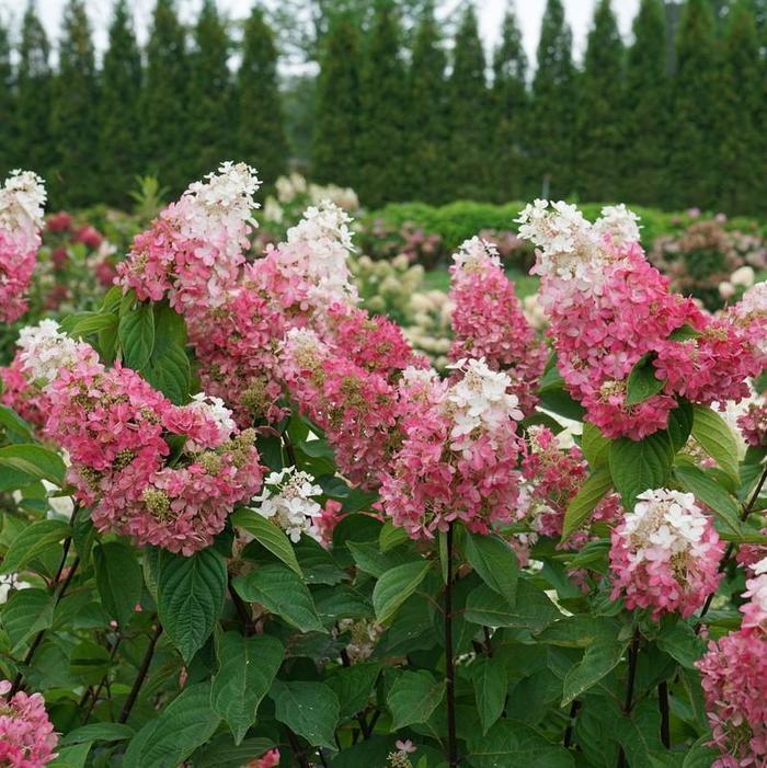 Hydrangea paniculata Pinky Winky Prime&reg;