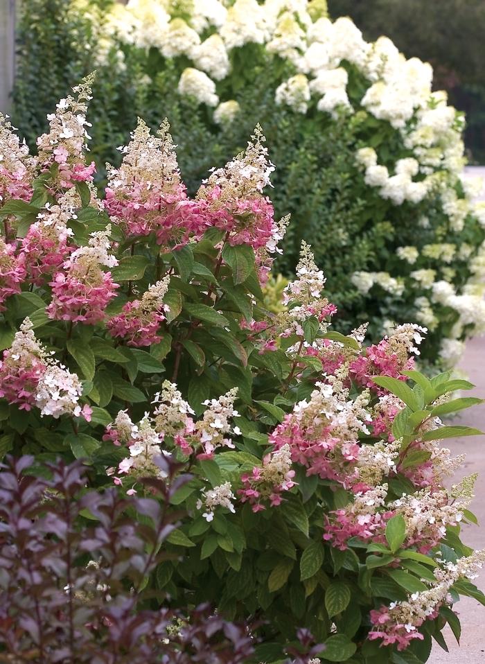 Hydrangea paniculata Pinky Winky&reg;