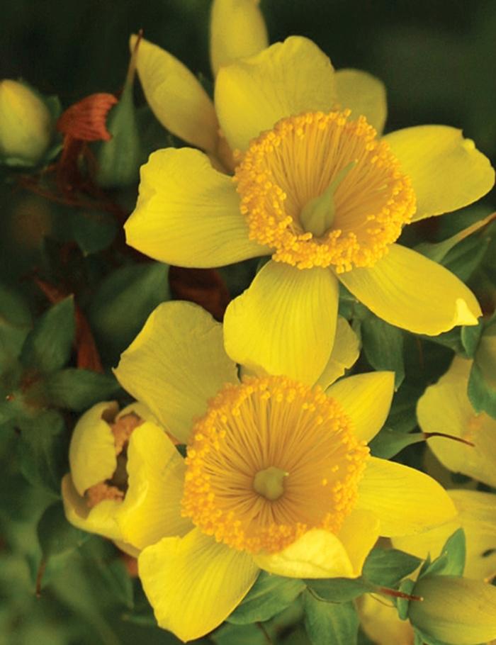 Hypericum kalmianum Sunny Boulevard&reg;