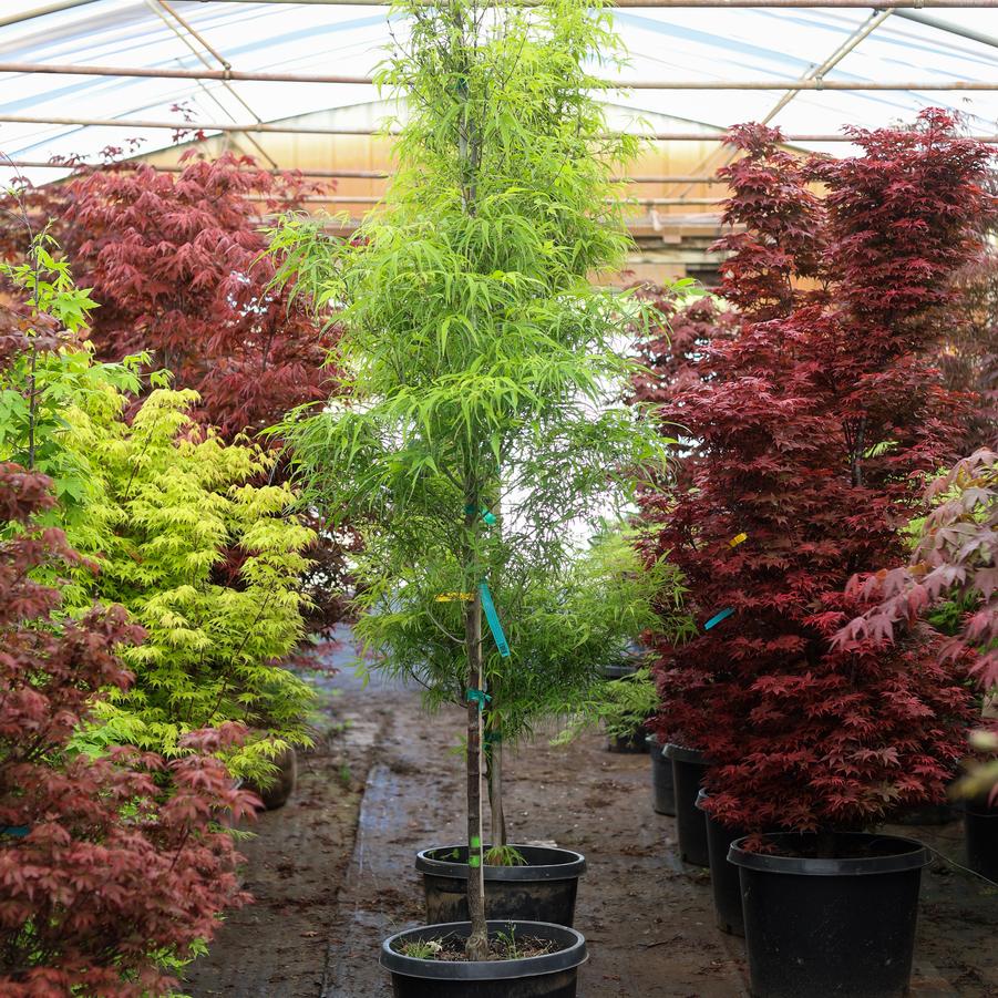 Acer palmatum Koto maru