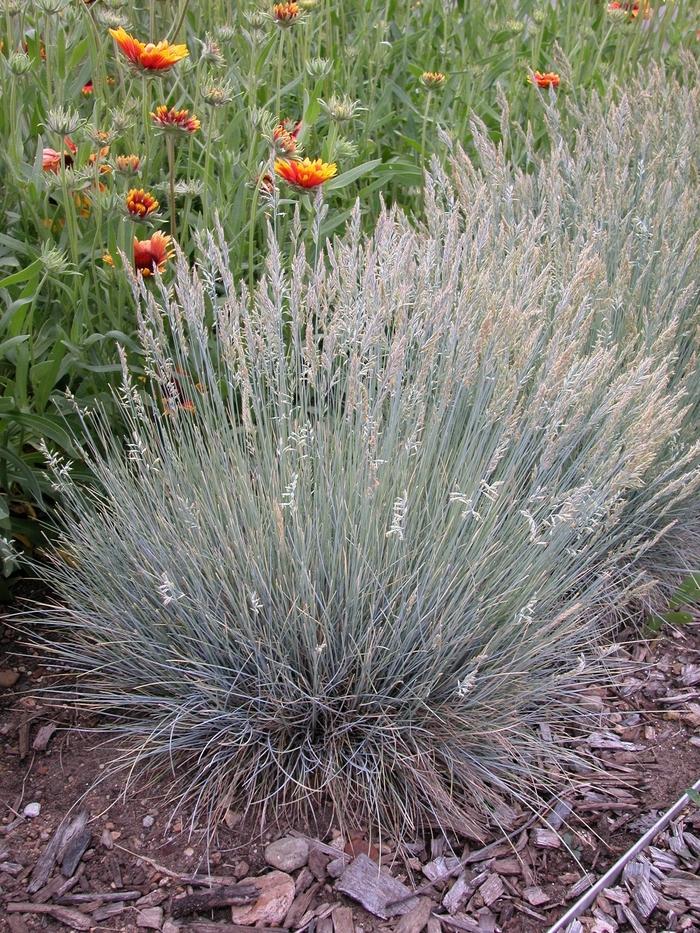 Festuca glauca Boulder Blue