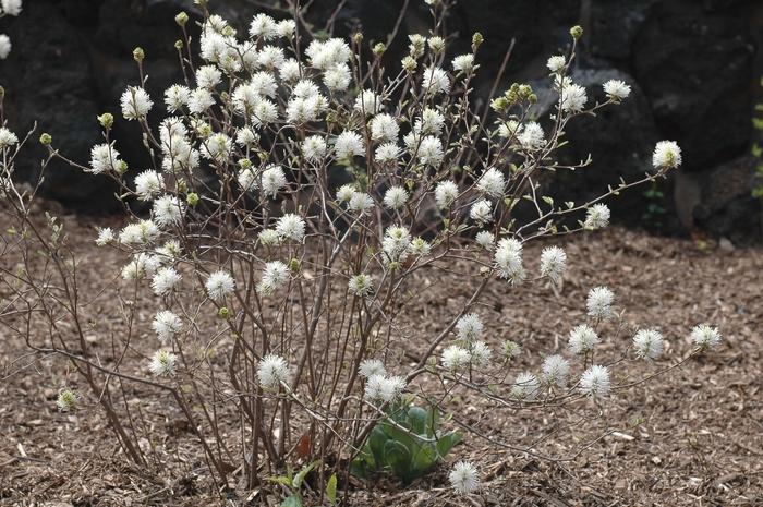 Fothergilla gardenii Blue Mist