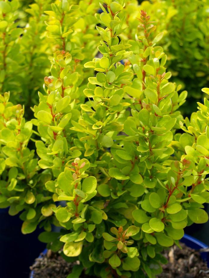 Berberis thunbergii Golden Rocket