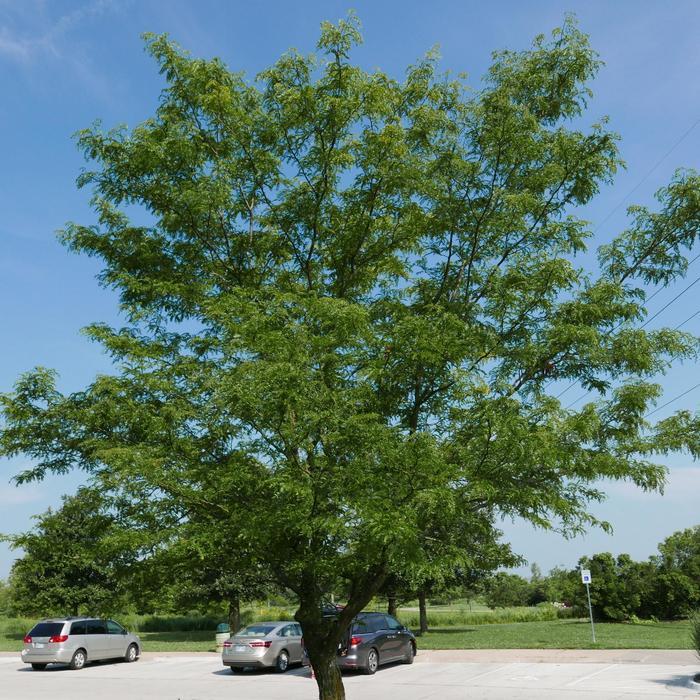 Gleditsia triacanthos var. inermis Skyline&reg;