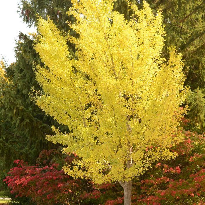 Ginkgo biloba Autumn Gold