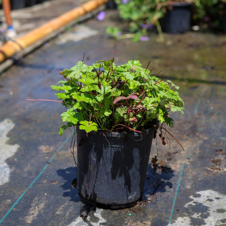 Geranium x cantabrigiense Karmina
