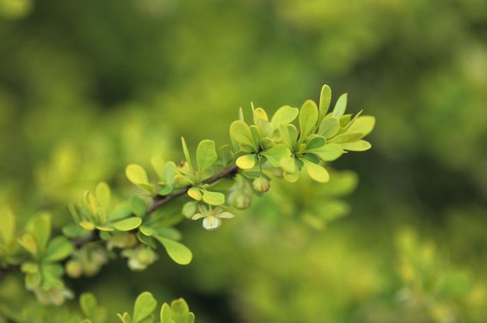 Berberis thunbergii Aurea