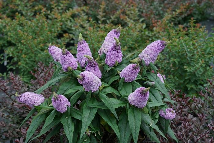 Buddleia Pugster&reg; Amethyst
