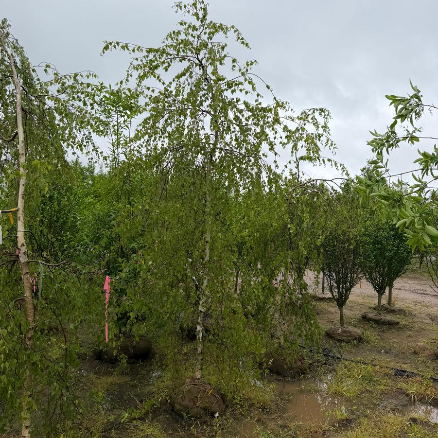 Betula Youngii Serpentine
