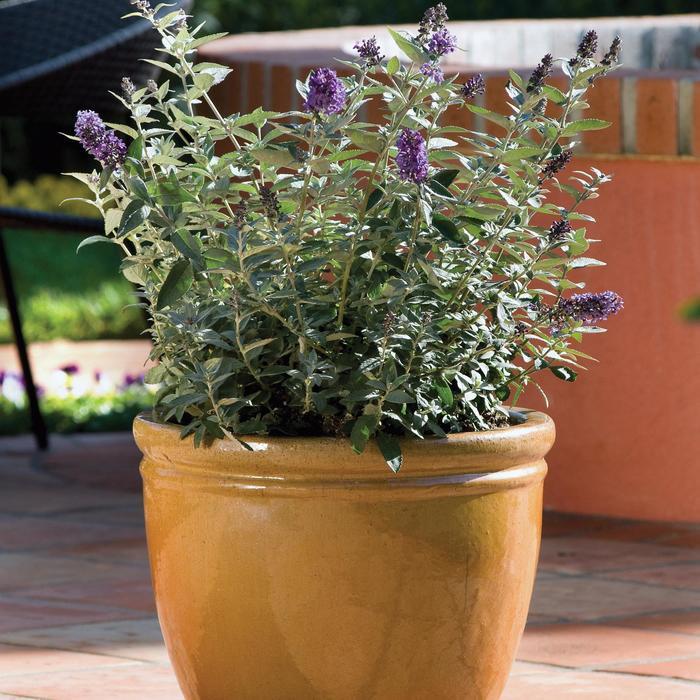 Buddleia Flutterby Petite&reg; Blue Heaven