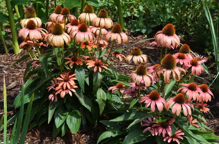 Echinacea Butterfly&trade; Julia