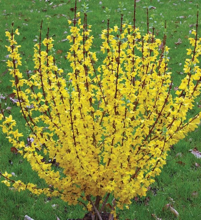Forsythia x intermedia Show Off&reg;