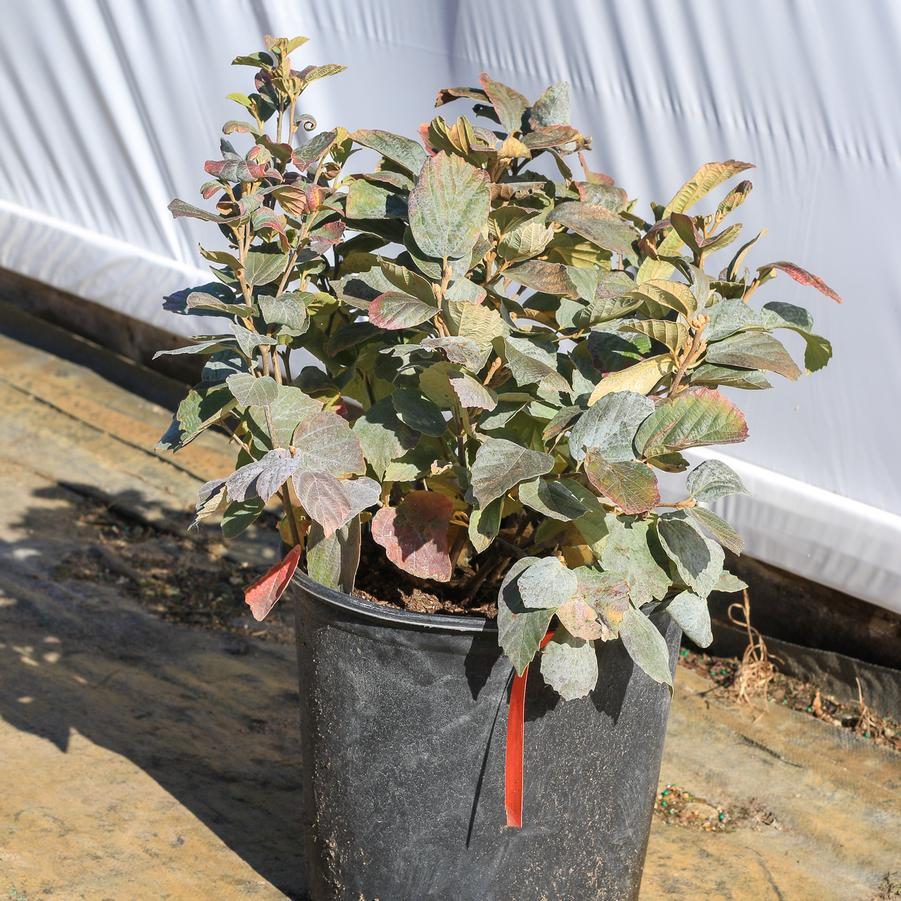 Fothergilla major Blue Shadow