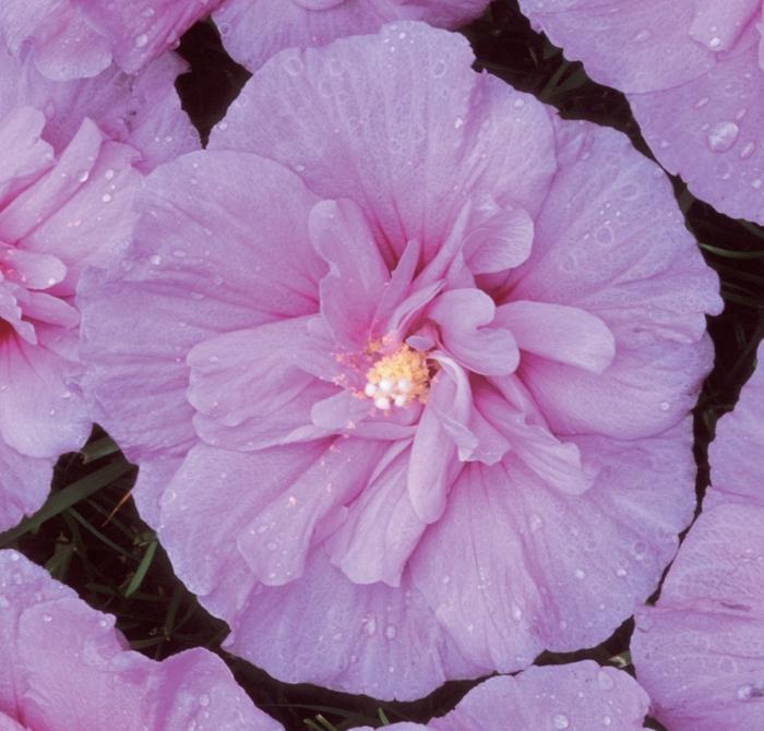 Hibiscus syriacus Lavender Chiffon&reg;