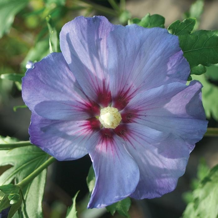 Hibiscus syriacus Azurri Blue Satin&reg;