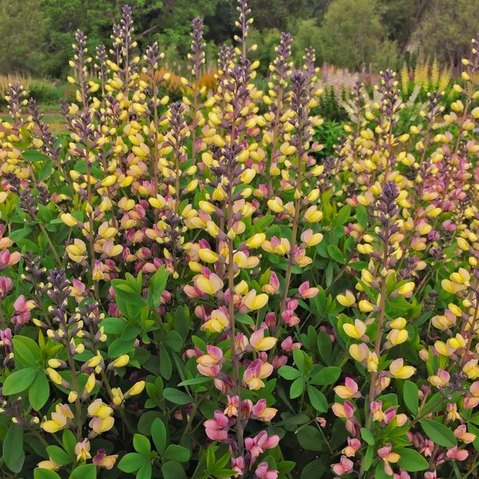 Baptisia Decadence&reg; Deluxe Pink Lemonade