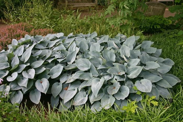Hosta Halcyon