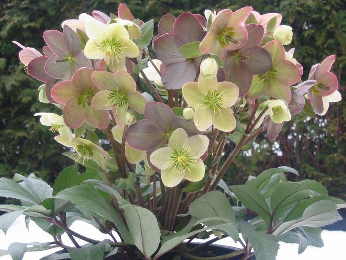Helleborus x ericsmithii Winter Magic&trade; Candy Love