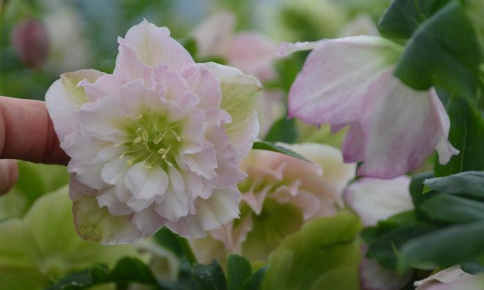 Helleborus Wedding Party&reg; Flower Girl