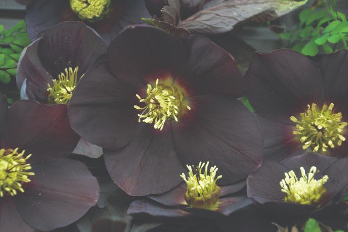 Helleborus Honeymoon&reg; New York Night