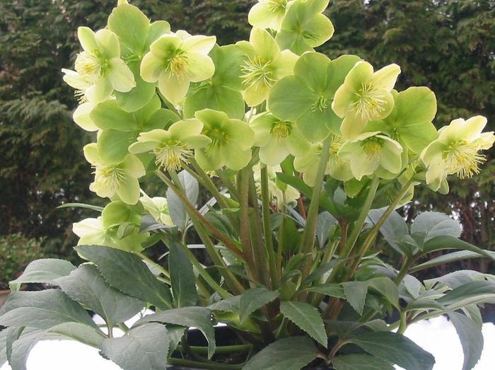 Helleborus niger Winter Magic&trade; Snow Love