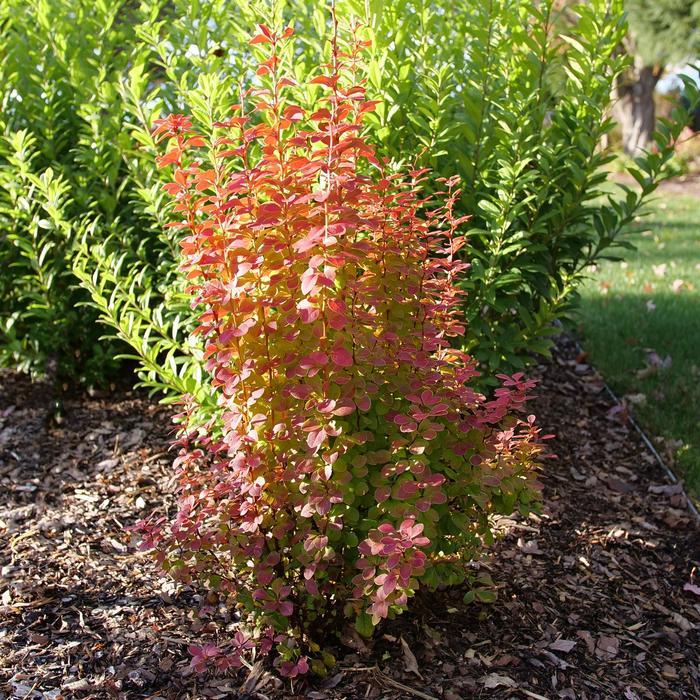 Berberis thunbergii Sunjoy Orange Pillar&reg;