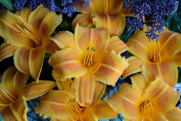 Hemerocallis Rocket City