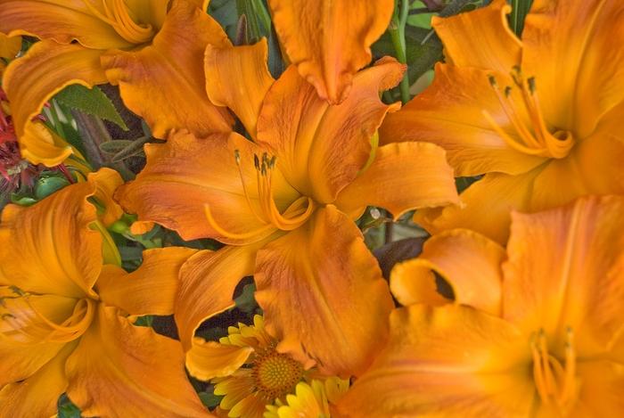 Hemerocallis Rainbow Rhythm&reg; Primal Scream