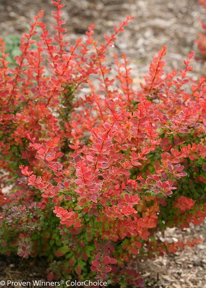 Berberis thunbergii Sunjoy Tangelo&reg;
