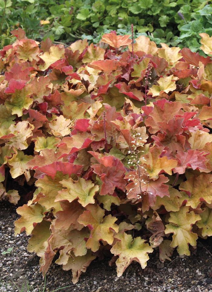 Heuchera Caramel