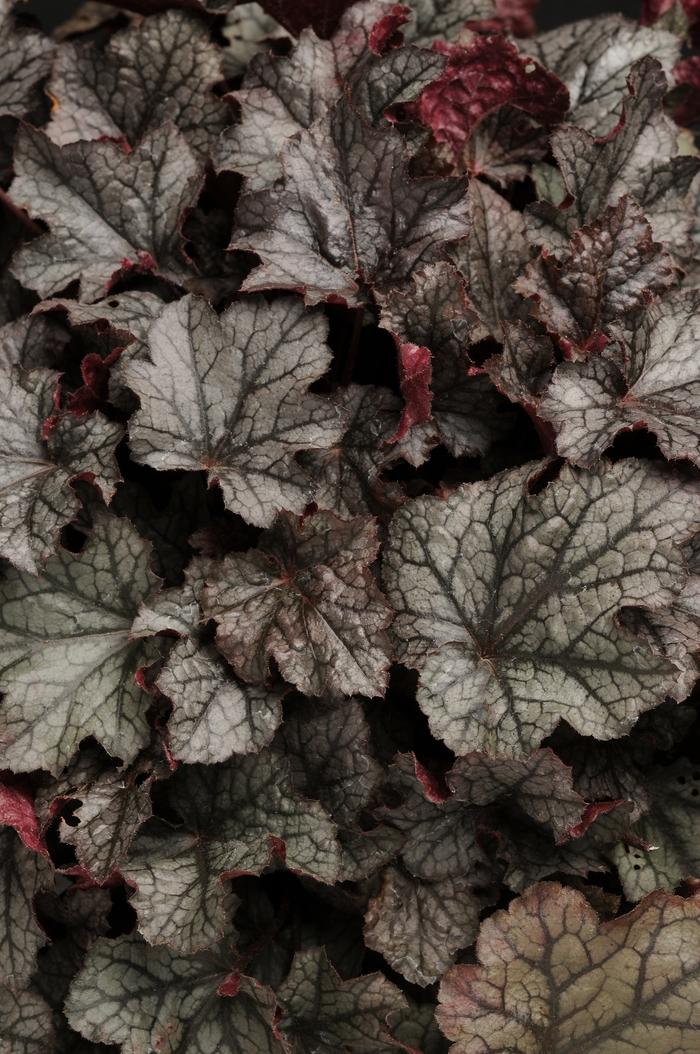 Heuchera Carnival Plum Crazy