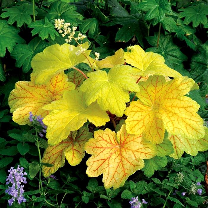 Heuchera Electric Lime