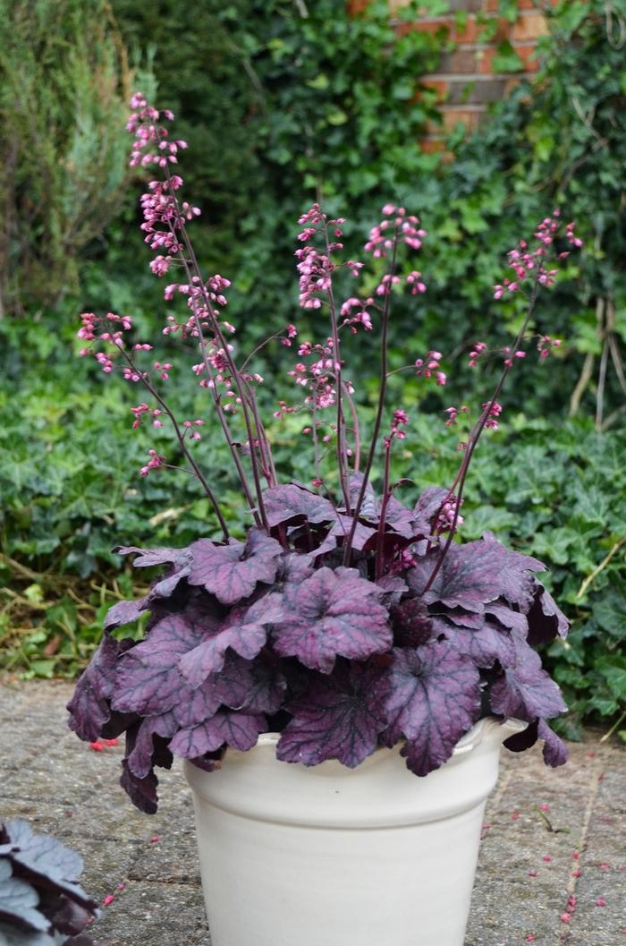 Heuchera Electric Plum