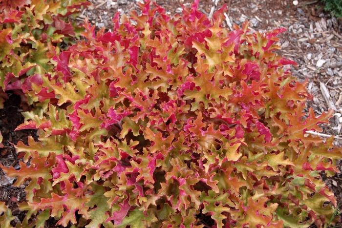 Heuchera Marmalade&trade;